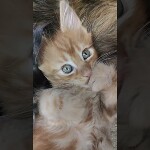 Maine coon kitten Nika video 2