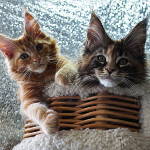 Maine Coon kittens StarPaws, litter N, 09.02.2021