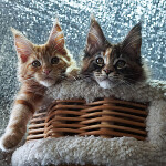 Maine Coon kittens StarPaws, litter N, 09.02.2021