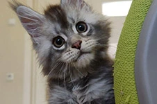 Maine Coon kitten Newton StarPaws, color as 25, litter N1, 03.08.2024