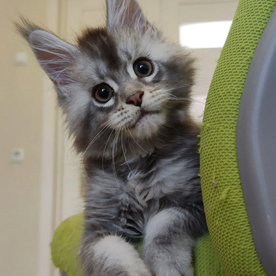 Maine Coon kitten Newton StarPaws, color as 25, litter N1, 03.08.2024