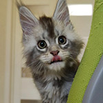 Maine Coon kitten Newton StarPaws, color as 25, litter N1, 03.08.2024