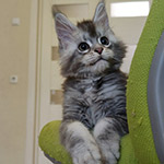Maine Coon kitten Newton StarPaws, color as 25, litter N1, 03.08.2024