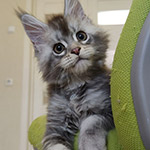 Maine Coon kitten Newton StarPaws, color as 25, litter N1, 03.08.2024