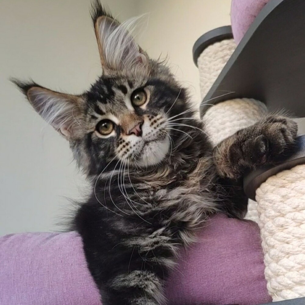 Maine Coon kitten Oliver StarPaws, color n 22, litter O, 13.03.2021
