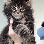 Maine Coon kitten Oliver StarPaws, color n 22, litter O, 13.03.2021