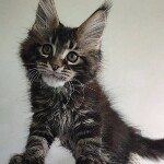 Maine Coon kitten Oliver StarPaws, color n 22, litter O, 13.03.2021