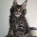 Maine Coon kitten Oliver StarPaws, color n 22, litter O, 13.03.2021