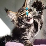 Maine Coon kitten Oliver StarPaws, color n 22, litter O, 13.03.2021