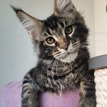 Maine Coon kitten Oliver StarPaws, color n 22, litter O, 13.03.2021