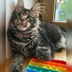 Maine Coon kitten Oliver StarPaws, color n 22, litter O, 13.03.2021