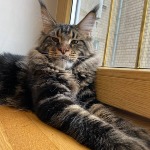 Maine Coon kitten Oliver StarPaws, color n 22, litter O, 13.03.2021