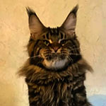 Maine Coon kitten Oliver StarPaws, color n 22, litter O, 13.03.2021