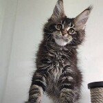 Maine Coon kitten Oliver StarPaws, color n 22, litter O, 13.03.2021