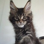 Maine Coon kitten Oliver StarPaws, color n 22, litter O, 13.03.2021
