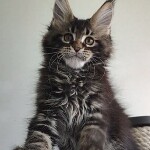 Maine Coon kitten Oliver StarPaws, color n 22, litter O, 13.03.2021