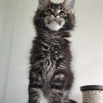 Maine Coon kitten Oliver StarPaws, color n 22, litter O, 13.03.2021