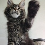 Maine Coon kitten Oliver StarPaws, color n 22, litter O, 13.03.2021