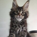 Maine Coon kitten Oliver StarPaws, color n 22, litter O, 13.03.2021