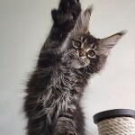 Maine Coon kitten Oliver StarPaws, color n 22, litter O, 13.03.2021