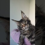 Maine coon kitten Oliver video 1