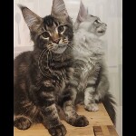 Maine coon kitten Oliver video 2