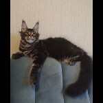 Maine coon kitten Oliver video 3