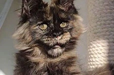 Maine Coon kitten Olivia StarPaws, color fs, litter O, 13.03.2021