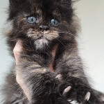 Maine Coon kitten Olivia StarPaws, color fs, litter O, 13.03.2021