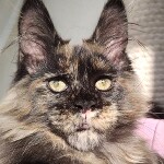 Maine Coon kitten Olivia StarPaws, color fs, litter O, 13.03.2021