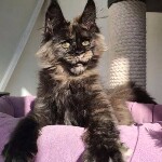 Maine Coon kitten Olivia StarPaws, color fs, litter O, 13.03.2021