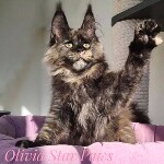 Maine Coon kitten Olivia StarPaws, color fs, litter O, 13.03.2021