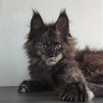 Maine coon kitten Olivia video 1