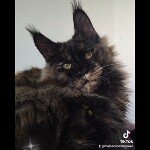 Maine coon kitten Olivia video 2