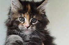 Maine Coon kitten Olka StarPaws, color fs 22, litter O, 13.03.2021