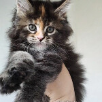 Maine Coon kitten Olka StarPaws, color fs 22, litter O, 13.03.2021