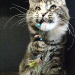 Maine Coon kitten Olka StarPaws, color fs 22, litter O, 13.03.2021