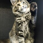 Maine Coon kitten Olka StarPaws, color fs 22, litter O, 13.03.2021