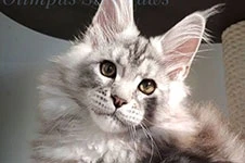 Maine Coon kitten Olympus StarPaws, color ns 22, litter O, 13.03.2021