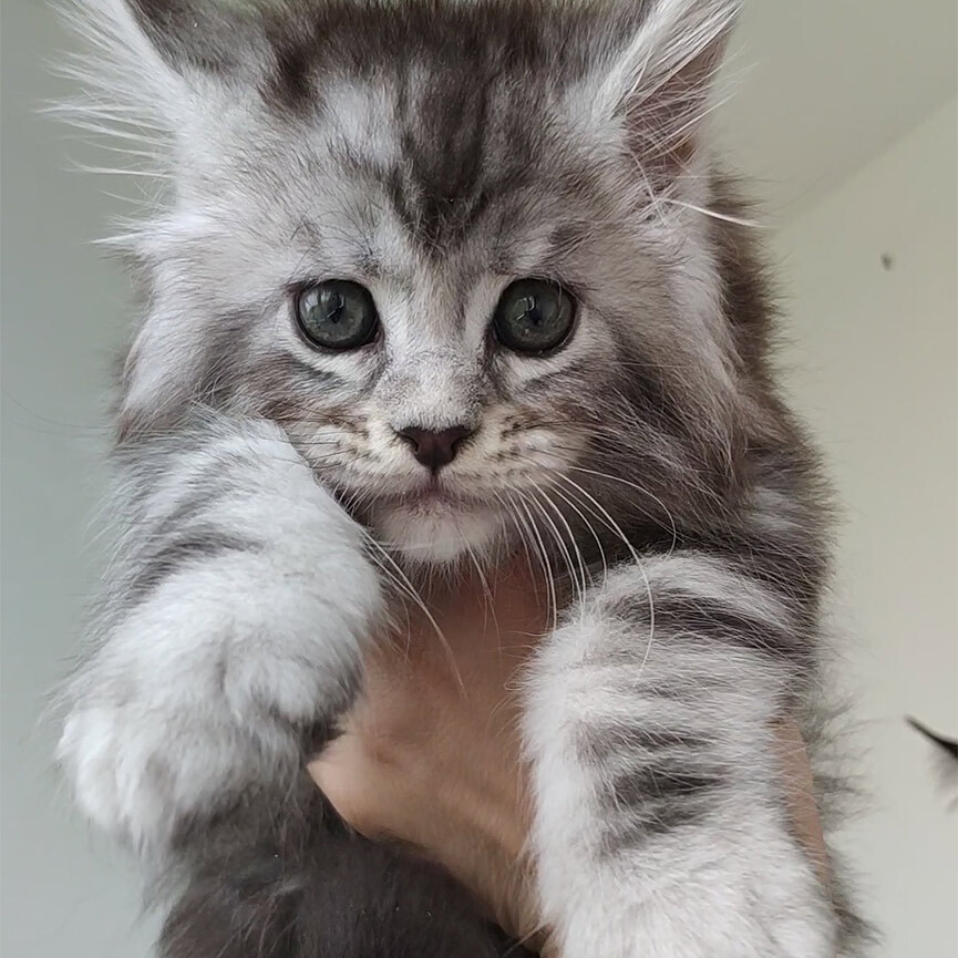 Maine Coon kitten Olympus StarPaws, color ns 22, litter O, 13.03.2021