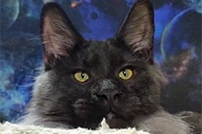 Maine Coon kitten Bismarck StarPaws, color ns, litter Other, 30.06.2020
