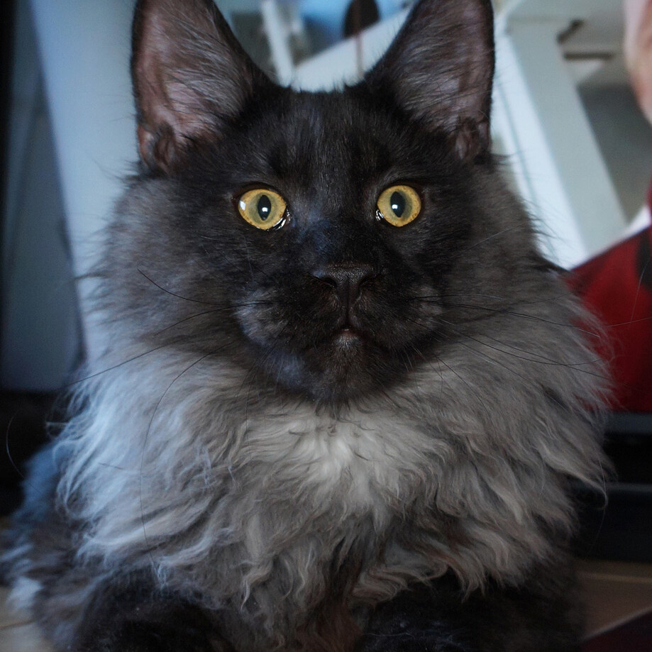 Maine Coon kitten Bismarck StarPaws, color ns, litter Other, 30.06.2020