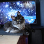 Maine Coon kitten Bismarck StarPaws, color ns, litter Other, 30.06.2020