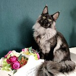 Maine Coon kitten Bismarck StarPaws, color ns, litter Other, 30.06.2020