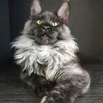 Maine Coon kitten Bismarck StarPaws, color ns, litter Other, 30.06.2020