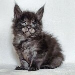 Maine Coon kitten Bismarck StarPaws, color ns, litter Other, 30.06.2020