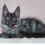 Maine Coon kitten Bismarck StarPaws, color ns, litter Other, 30.06.2020