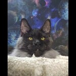 Maine coon kitten Bismarck video 1