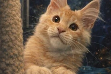 Maine Coon kitten Paganini StarPaws, color ds 25, litter P, 22.04.2021