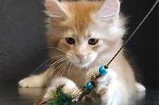 Maine Coon kitten Paganini StarPaws, color ds 25, litter P, 22.04.2021